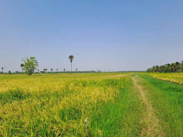 ขายที่โฉนด 28 – 0 – 98 ไร่ ธงชัย รอบที่เป็นบ้านจัดสรรหมดแล้ว วิวดี วิวนา ทำเลสวย