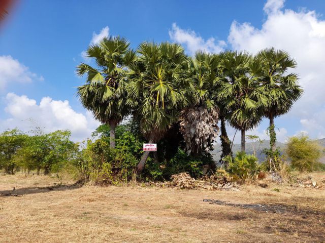 ขายที่ดิน 317 ตร.วา ปลูกบ้านและทำสวน มีวิวเขาสวยๆ