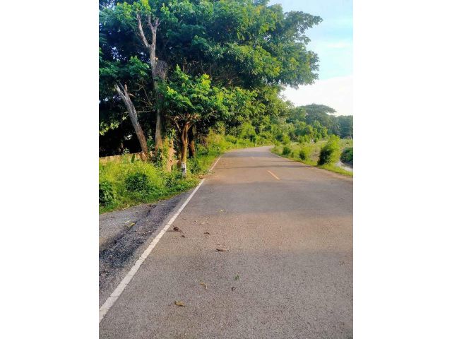 ขายที่ดิน 16 ไร่ ใกล้วัดบ้านบุหัวช้าง ต.ตะขบ อ.ปักธงชัย จ.นครราชสีมา