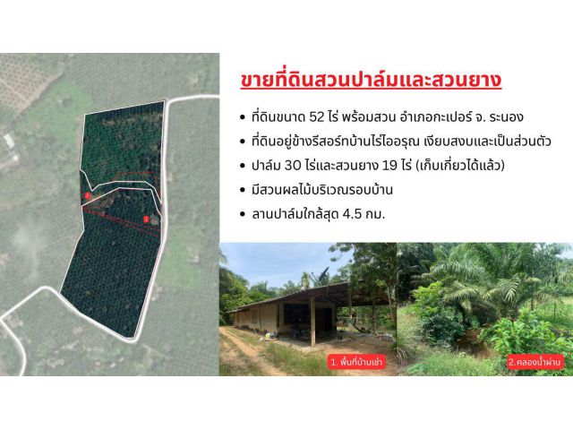 ขายที่ดินพร้อมสวนปาล์มและสวนยางพารา เนื้อที่รวม 52 ไร่ อำเภอกะเปอร์ จังหวัดระนอง