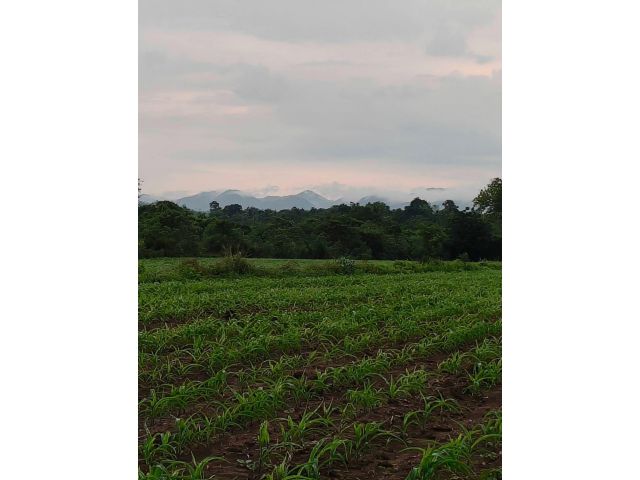 ขายที่วังไทร 16 ไร่ ปากช่อง ขายถูก ด่วน ไร่ละ 750,000 ที่ดินติดน้ำ วิวเขาปากช่องสวยเลย ใกล้เขายายเที่ยง ใกล้เทศบาลวังไทร
