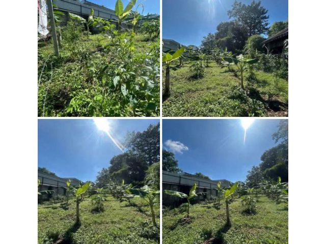 ขายที่ดินดอนแก้วแม่ริมตรงข้ามกองพันสัตว์ต่างๆ