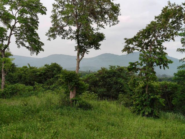 ขายที่วังไทร เขาใหญ่ ที่บนเนิน 3.5ไร่ ใกล้ My ozone Movenpick khaoyai ถนนกว้างไฟฟ้าผ่านหน้าที่ เดินทางสะดวก วิวเขาสวยมาก