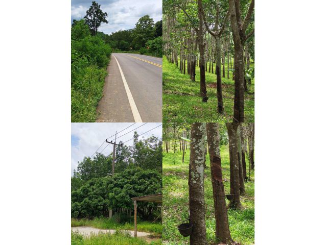 ขายสวนยางพาราติดทางสายหลัก บ้านธาตุ-ปากชม 1,800 ต้น จ.เลย