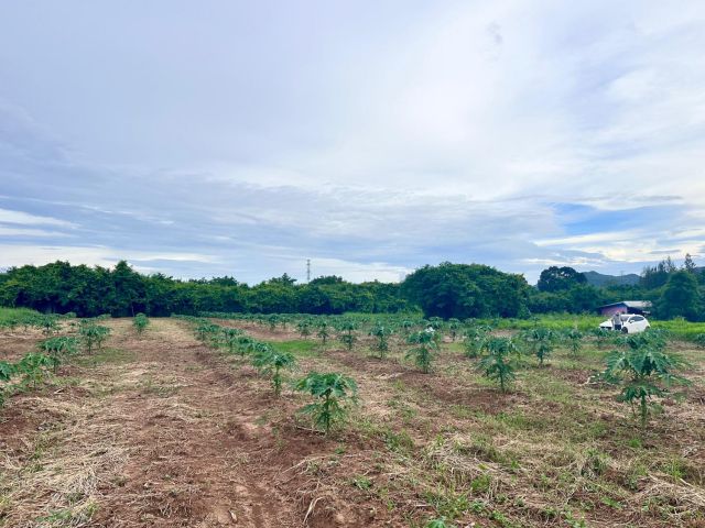 ที่ดินโฉนด 3 ไร่ ปากช่อง