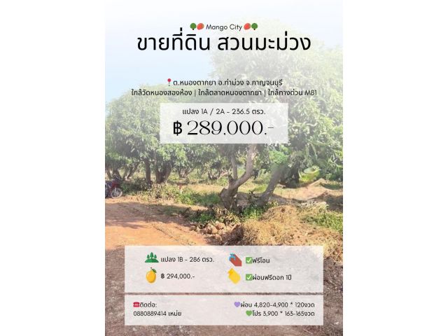 ที่ดิน Mango City ท่าม่วง กาญจนบุรี