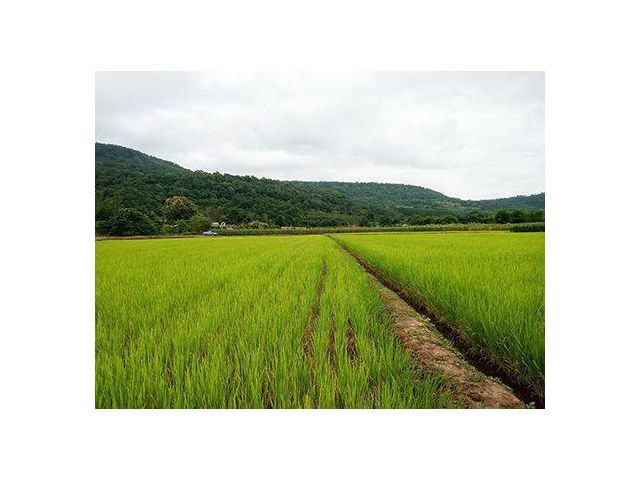 ที่ดินติดลำธารวิวเขา3ไร่ 1 งาน ภูเรือ เหมาะกับบ้านพักตากอากาศมาก
