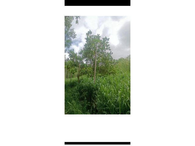 ขายที่ดิน(ภบท.5).460-ไร่ไร่ละ45000-ติดภูเขา อ.บ่อพลอย จ.กาญฯ.แถมฟรีที่เกินอีก200-ไร่แนวเขา.เหมาะทำฟาร์มเลี้ยงสัตว์/สวนผสม