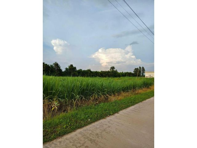 ขายที่ดินแปลงสวย 7 ไร่ ต.หนองอิรุณ อ.บ้านบึง จ.ชลบุรี ใกล้ถนนหลวงเส้น 331 ใกล้แยกหนองปรือ