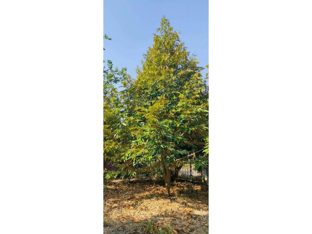 RESORT AND FARM OF FRUITS 10 Rais Chanote large land at Phetchabun