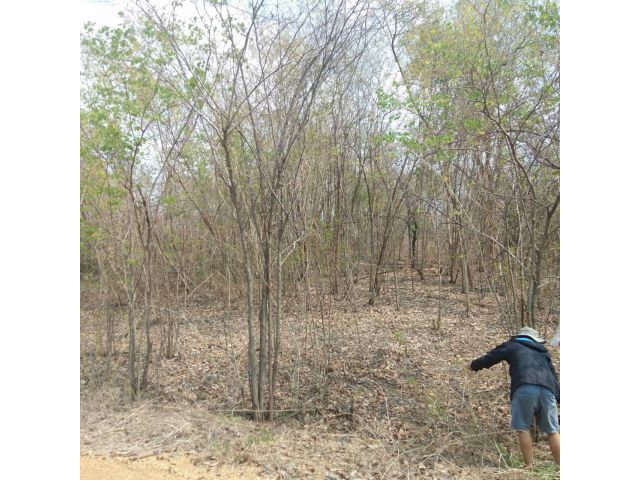 ขายที่ดินเพชรบูรณ์การ์เด็นฮิลล์ ตรงข้ามสหฟาร์ม