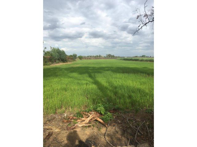 L1211 ขายที่ดิน 6 ไร่ ใกล้นิคมฯสุรนารี โชคชัย นครราชสีมา
