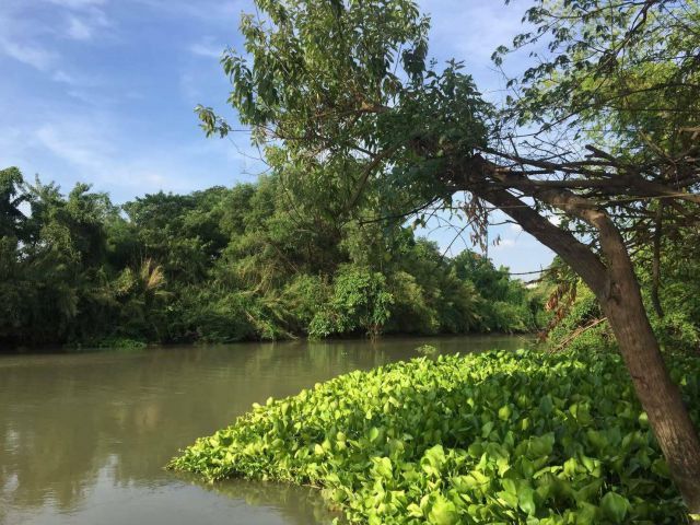 ด่วน ขายที่ดินติดน้ำ ที่ริมแม่น้ำน้อย เสนา บ้านโพธิ์ อยุธยา ที่ดินริมน้ำ 3 ไร่ หน้ากว้างติดน้ำสวย ใกล้ถนนเสนารุ่งเรือง ใ