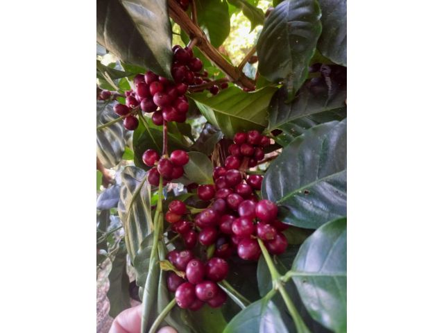 L663-ขายสวนกาแฟอาราบิก้า 750 ไร่ ต.เทพเสด็จ อ.ดอยสะเก็ด จ.เชียงใหม่