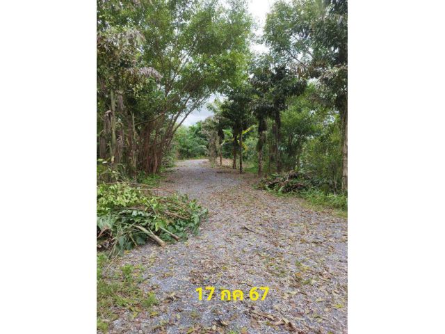 ขายที่ดิน 14 ไร่ ซอยวัดเขาแดงสามัคคี ต.สาริกา อ.เมืองนครนายก จ.นครนายก