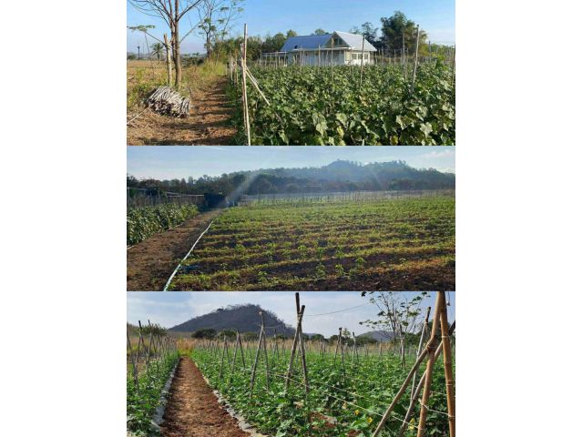 ขายที่ดินปากช่อง คลองม่วง เขาใหญ่ 4 ไร่ ขายถูกไร่ละ 1.2 ล้าน วิวเขาสวย พร้อมบ้านพัก ที่สูงจากระดับน้ำ 508 ม. อากาศดี แปล