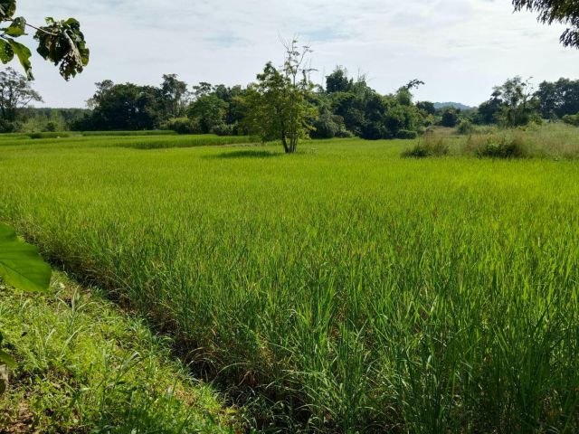 ที่ดินเชียงคาน ใกล้ตัวเชียงคาน 5 ไร่ วิวท้องทุ่งธรรมชาติ บรรยากาศดีเหมาะ ทำบ้านพักตากอากาศมาก