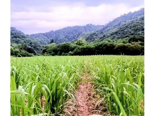ที่ดินแปลงสวย วิวสวย ติดแหล่งน้ำ ใกล้ถนนสายหลัก อุตรดิตถ์