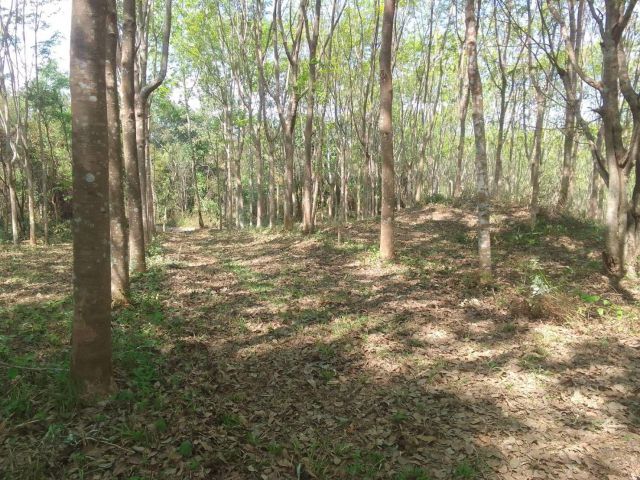 ขายที่ดินสวนยาง