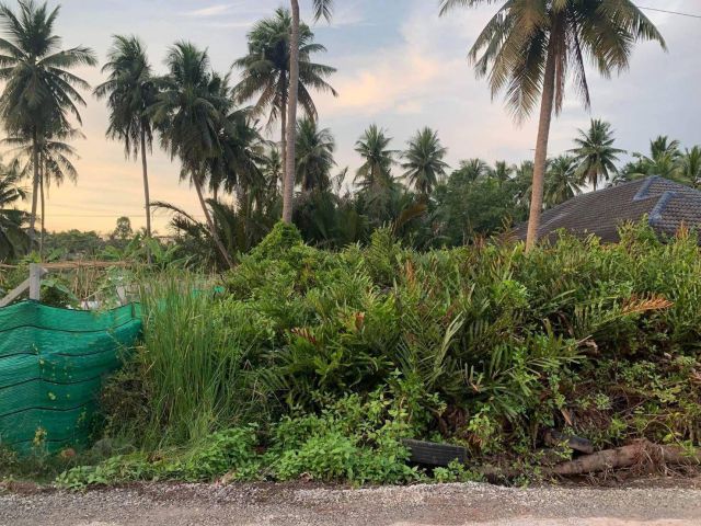 L1300 ขายที่ดิน 105 ตรว ใกล้ถนน.3093 เมืองสมุทรสงคราม