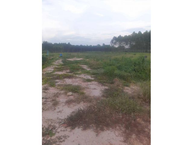 L1329 ขายที่ดิน 2 ไร่ เกาะจันทร์ ชลบุรี