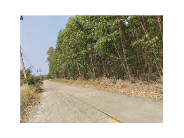 ขายที่ดิน 10 ไร่ บ้านหนองชุมเห็ด ต.เกาะจันทร์ อ.เกาะจันทร์ จ.ชลบุรี