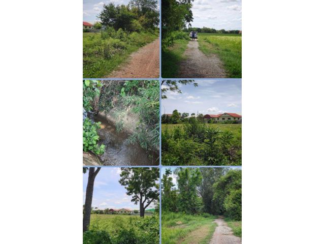 ที่นาในชุมชน