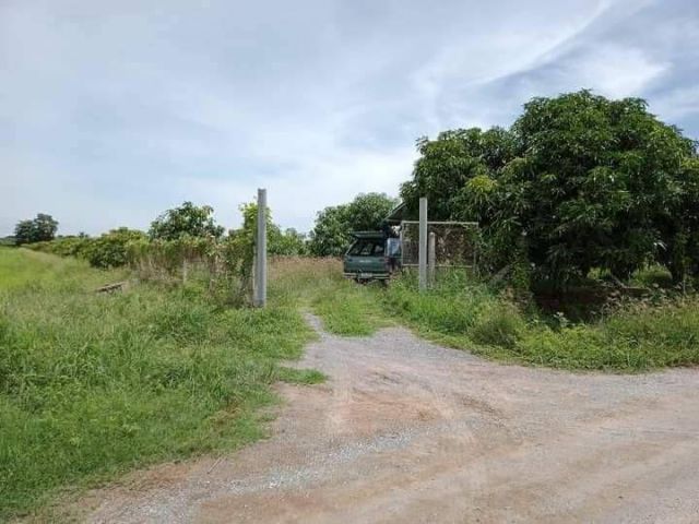 L1423 ขายที่ดินสวนมะม่วง 5 ไร่ ดอนเจดีย์ สุพรรณบุรี