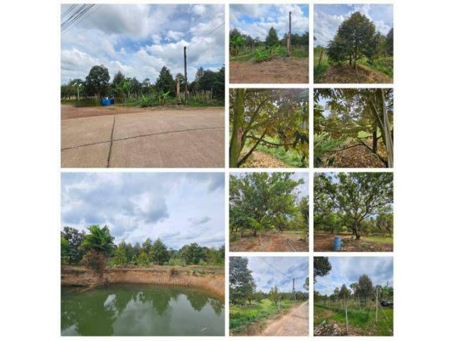 ขายที่ดินพร้อมสวนผลไม้ 5 ไร่ จันทบุรี ออกผลผลิตแล้ว สามารถดำเนินการต่อได้เลย