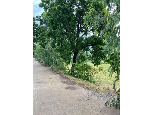 ขายที่ดิน17ไร่ ต.พนมรอก อ.ท่าตะโก จ.นครสวรรค์(เจ้าของขายเอง)
