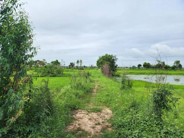 L1486 ขายที่ดิน 19 ไร่ ประจันตคาม ปราจีนบุรี