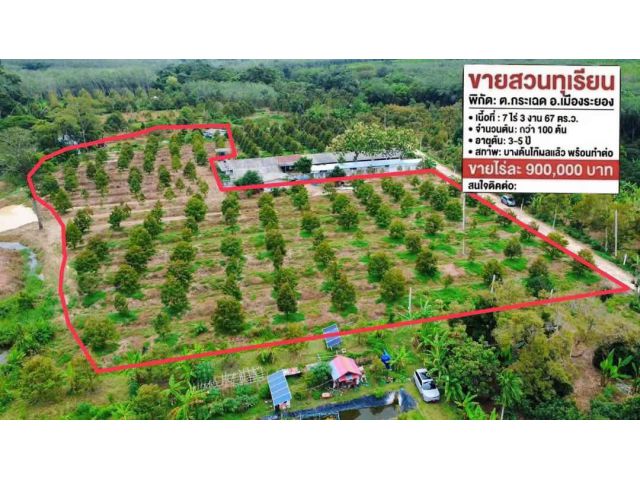 ขายไร่ละ 900,000฿ ถนนติดคอนกรีต ขายสวนทุเรียนต.กระเฉด อ.เมืองระยอง เนื้อที่: 7 ไร่ 3 งาน 67 ตารางวา