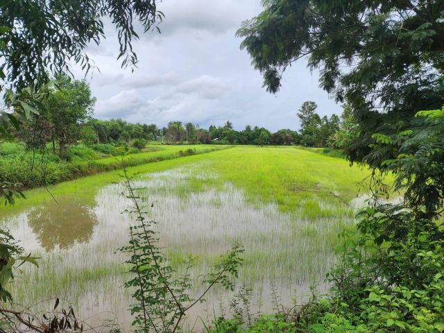L1557 ขายที่นา 2 ไร่ ประจันตคาม ปราจีนบุรี