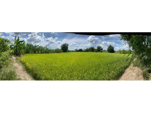ขายที่ดินเปล่า หนองเพรางาย ไทรน้อย นนทบุรี 116 ตร.วา ใกล้วัดลาดปลาดุก บรรยากาศดี ราคาถูก เหมาะสร้างบ้าน คาเฟ่สวน