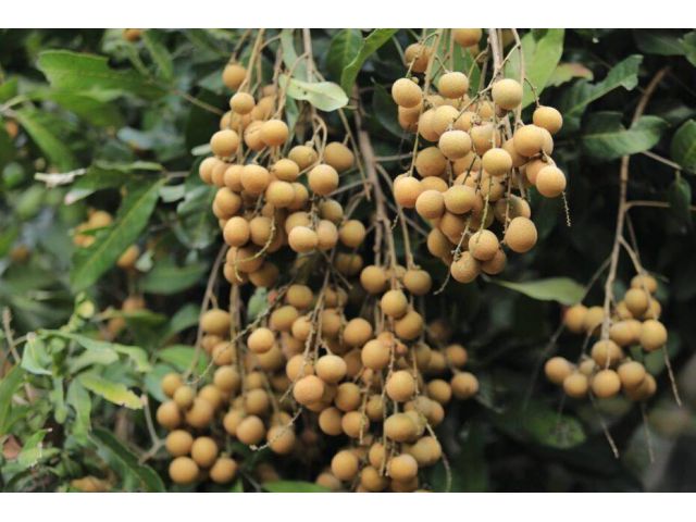 ขายที่ดินสวนลำไย 10 ไร่ ต.ประตูป่า อ.เมืองลำพูน จ.ลำพูน