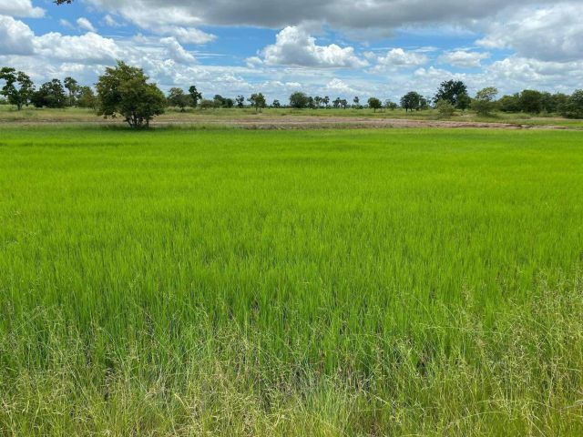 L1593 ขายที่นา 19 ไร่ โนนไทย นครราชสีมา