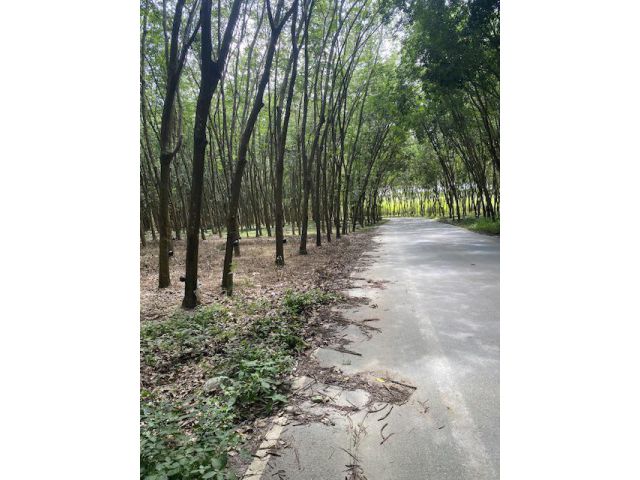 ขายสวนยาง11ไร่2งาน อยู่หนองตะพาน บ้านค่าย ระยอง