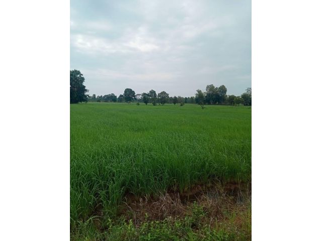 L1691 ขายที่ดิน 25 ไร่ วัฒนานคร สระแก้ว