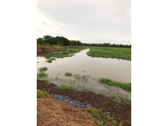L1694 ขายที่ดิน 50 ไร่ หนองแค สระบุรี