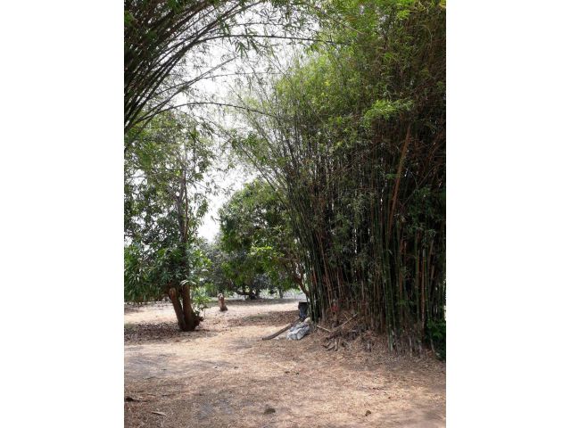 L1728 ขายที่ดินสวนมะพร้าว 23 ไร่ เมืองนครปฐม