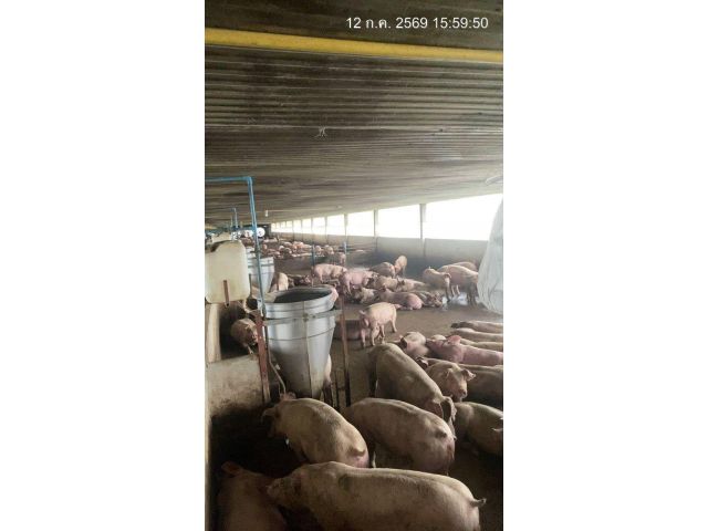 ขายกิจการฟาร์มหมู 138ไร่ 30โรงเรือน เหมา480ล้าน อ.วัฒนานคร จ.สระแก้ว