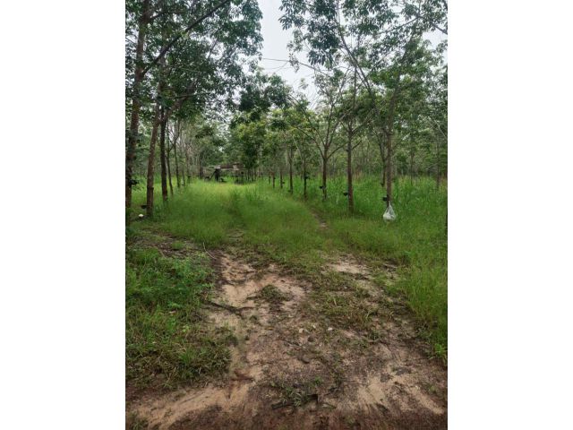 L1753 ที่ดิน 15 ไร่ แบ่งขาย ใกล้ถนนชยางกูร เมืองบึงกาฬ