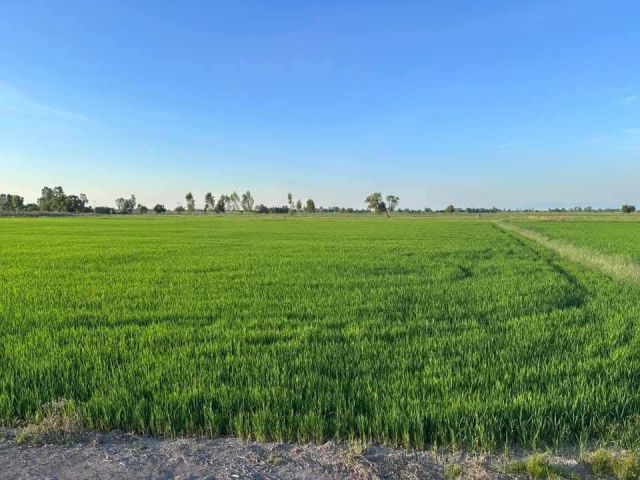 L1756 ขายที่นา 5 ไร่ ราชสาส์น ฉะเชิงทรา