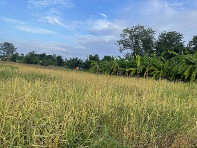 L1841 ขายที่ดินสวยทำเลดี 147 ตรว ติดถนนสาธารณะ 3 ด้าน เมืองสระบุรี