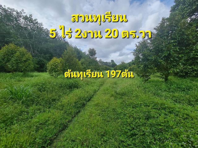 ขายสวนทุเรียน 5 ไร่ ต.เขาวัว อ.ท่าใหม่ จ.จันทบุรี