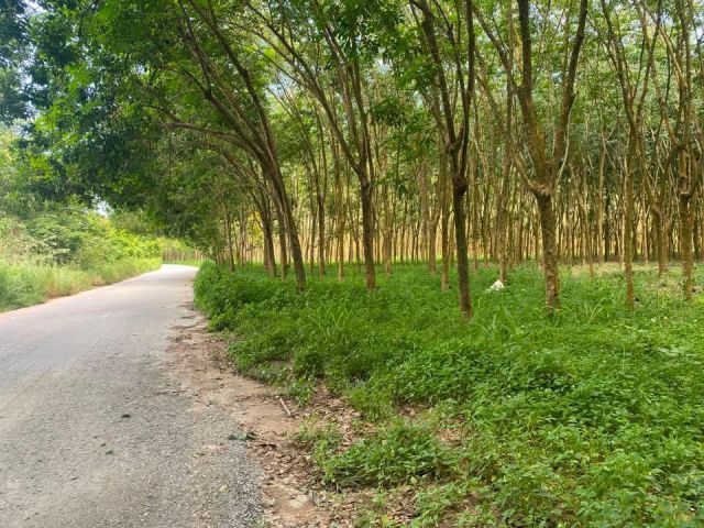 ขายที่ดินสวนยาง11ไร่ติดถนนลาดยาง อยู่หนองตะพาน บ้านค่าย ระยอง