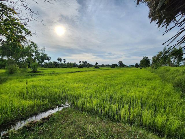 L254 ขายที่นา 18 ไร่ วัฒนานคร สระแก้ว