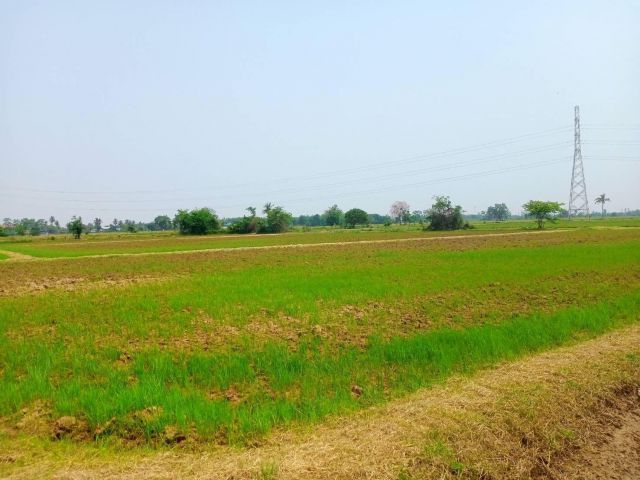 L417 ขายที่นา 10 ไร่ ปากท่อ ราชบุรี