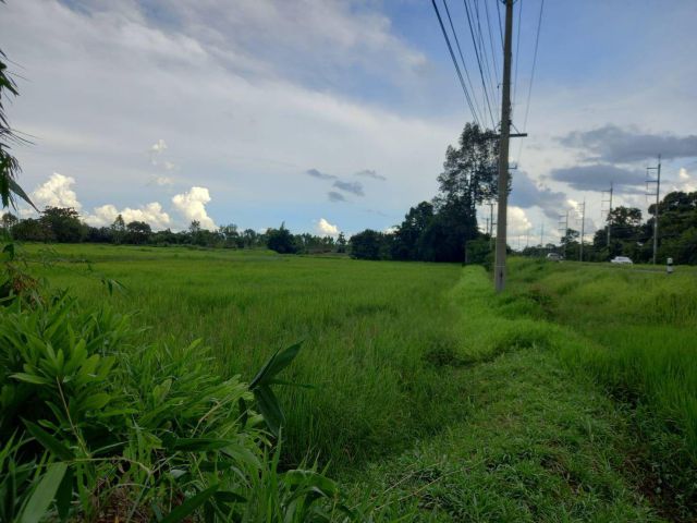 L586 ขายที่นา 5 ไร่ หน้ากว้าง 158 เมตร ติดถนนชยางกูร.212 เลิกนกทา ยโสธร