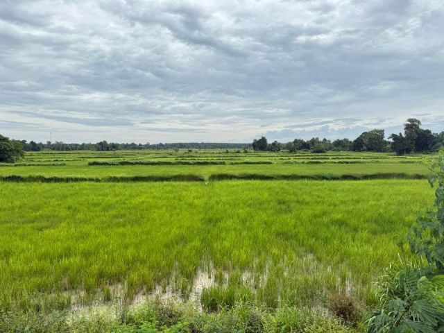ขายที่ดิน โฉนดครุฑแดง 31-2-9 ไร่ บ้านกุดโบสถ์ ติดทางหลวงราชสีมา-โชคชัย 224 แบ่งขายไร่ละ 900,000